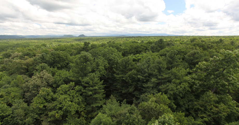 沈陽生態(tài)所關(guān)于“森林生物多樣性維持新空間機(jī)制”研究取得重要進(jìn)展