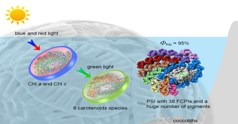 煙臺(tái)海岸帶所與植物所合作破解顆石藻超大光系統(tǒng)I-捕光天線復(fù)合體高效利用光能的分子機(jī)制
