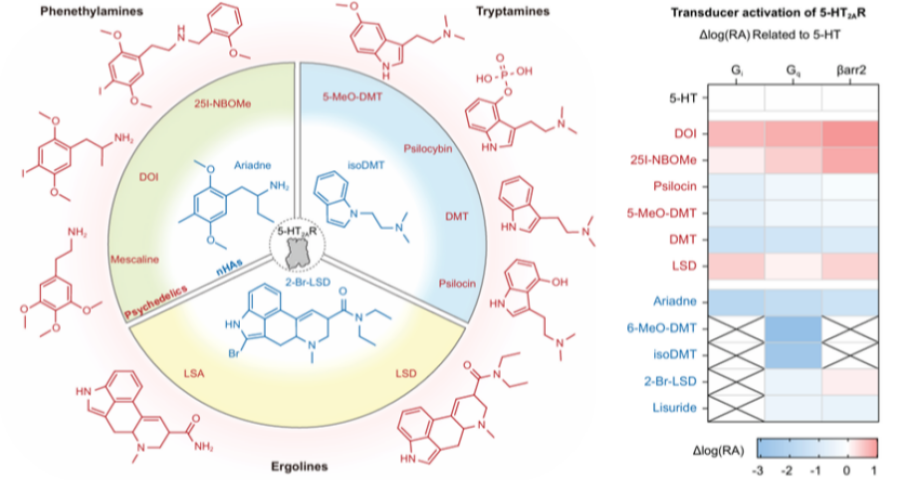 長(zhǎng)春應(yīng)化所在致幻劑作用機(jī)制研究方面取得突破性進(jìn)展